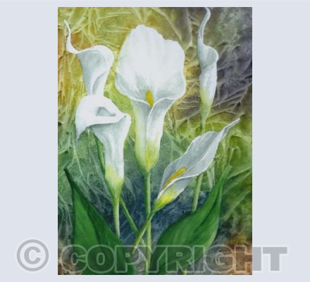 Calla Lilies