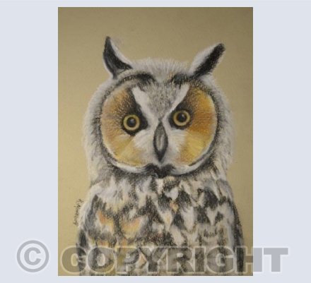 Owl Portrait