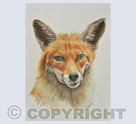 Mr Fox