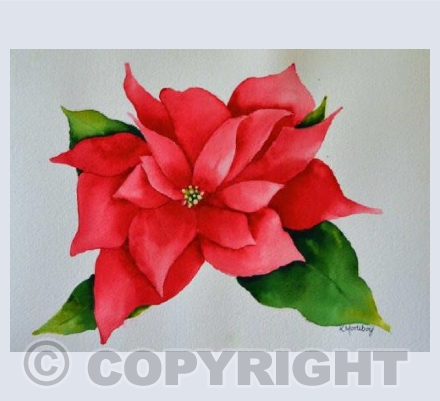 Poinsettia 1