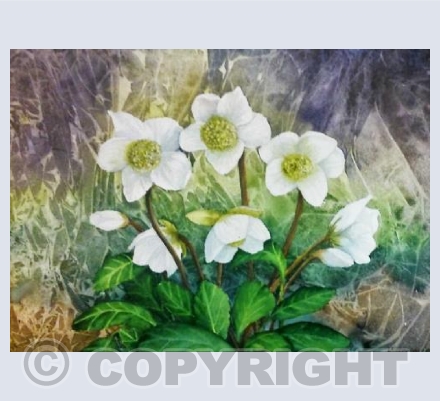 Hellebore