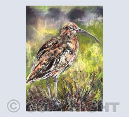 Curlew