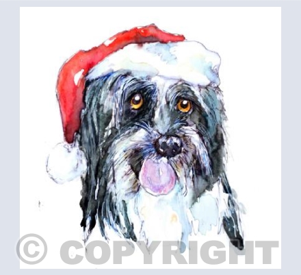 Bearded Collie