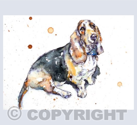 Basset Hound