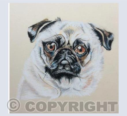 Pugnacious