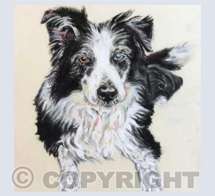 Collie