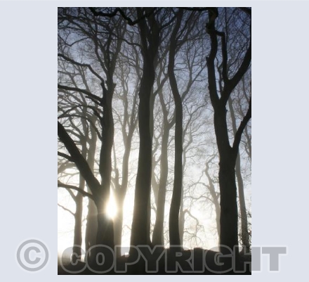 Walking with trees
