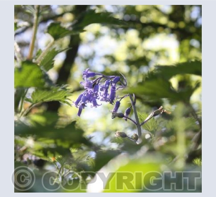 Bluebells