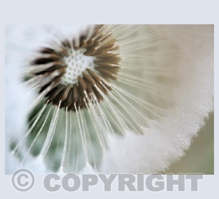 Dandelions 1