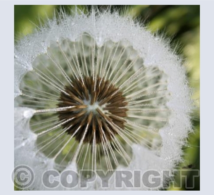 Dandelion 2
