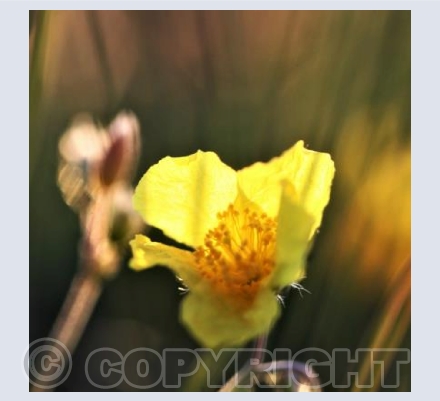 wildflowers