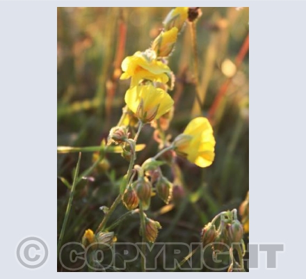 Wildflowers 2