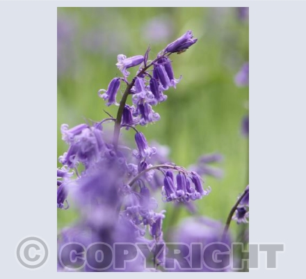 Bluebells