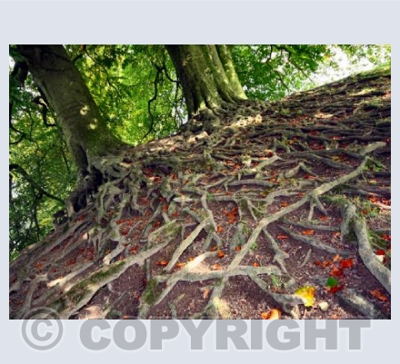 ' Avebury Roots'