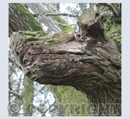 Greenman, Martinsell