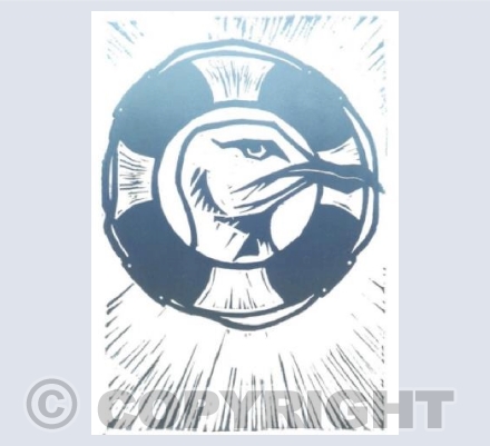 Blue Gull