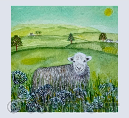 Herdwick  Sheep