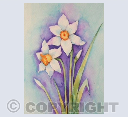 Narcissus
