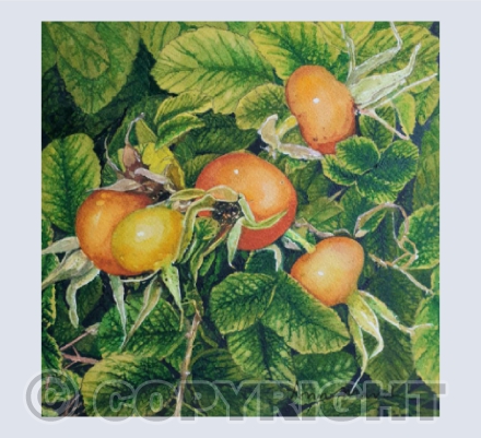 Rose Hips