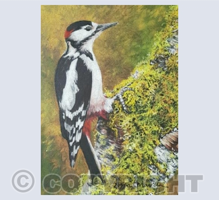 Lesser Spotted Woodpecker