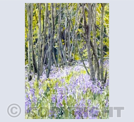 Spring in the Woods
