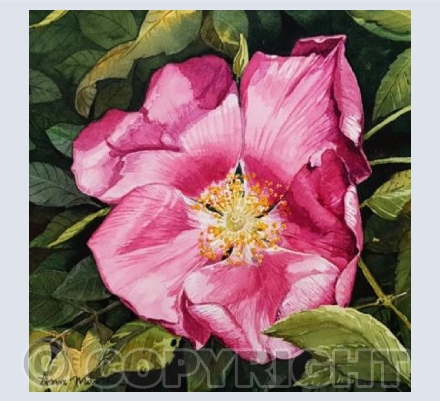 Pink Dog Rose