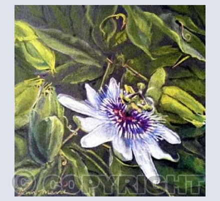 Passion Flower 1