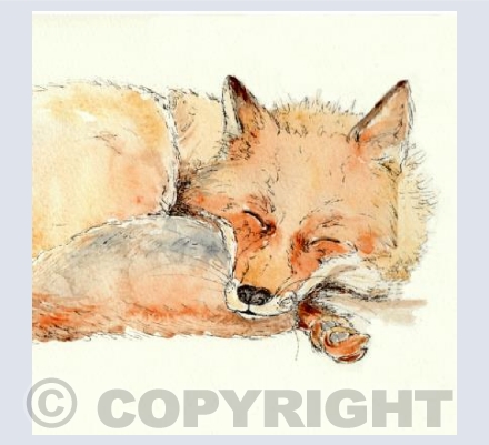 The Contented Fox II Square
