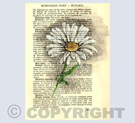 Michaelmas Daisy