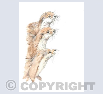 The Friendly Otters