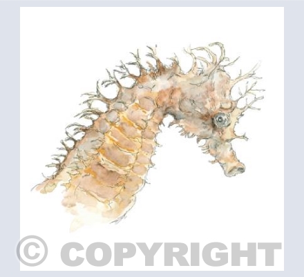 The Wistful Seahorse