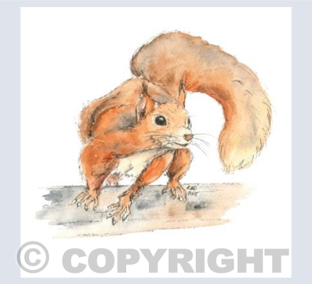 The Alert Squirrel
