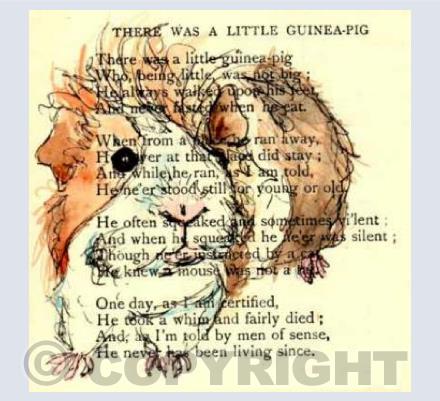 There was a little guinea pig