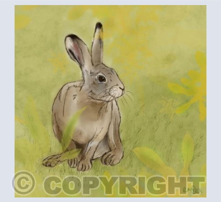 Leveret in Spring