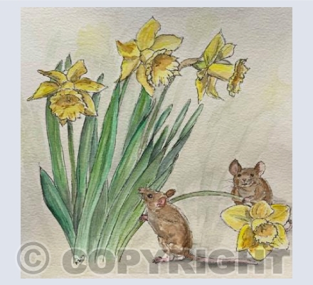 Daffodil Mice