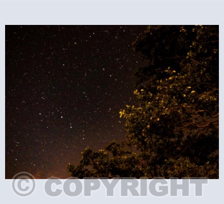 Starlit Tree