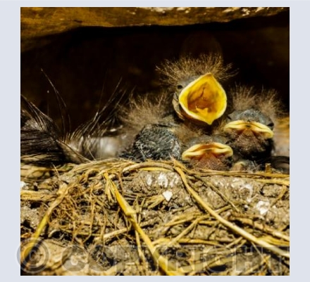 Very Hungry Sparrows!