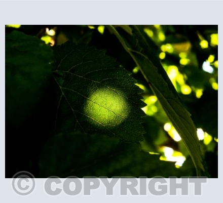 Sun Spot Mulberry Leaves