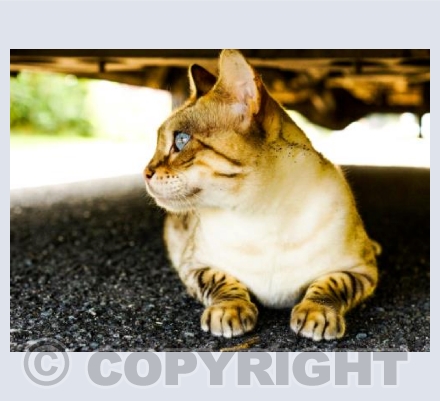 Kitty Blue Eyes 