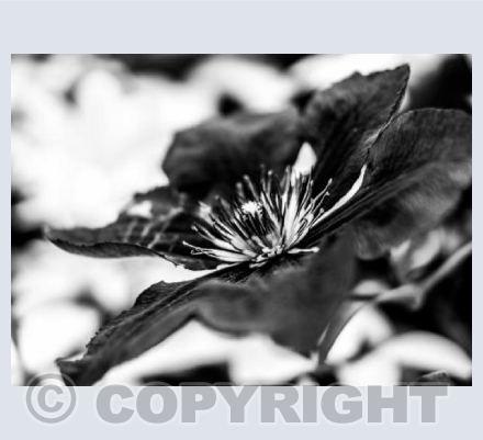 Black and White Flower