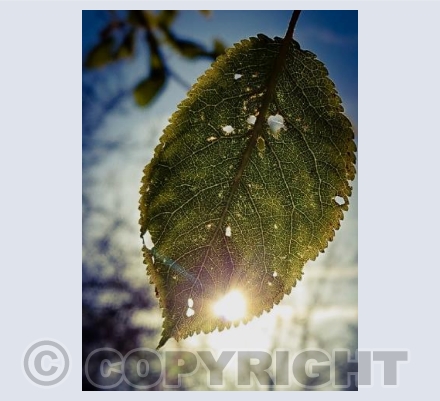 Sunlit Leaf