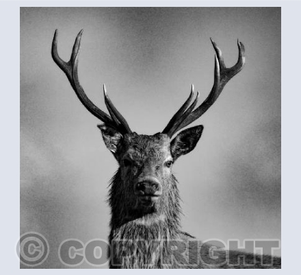 Monochrome Stag