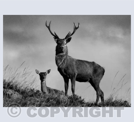 Monochrome Stag and Deer