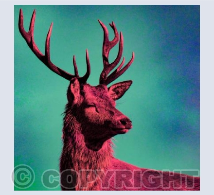 Stag Pop