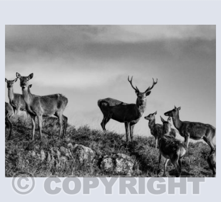 That Stag Doe!