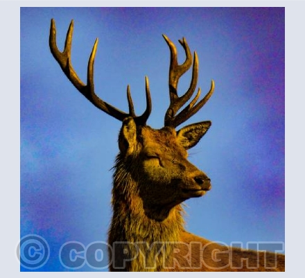 Sunbathing Stag