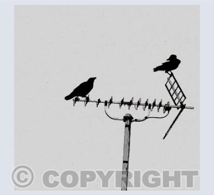 The Crows Are Calling