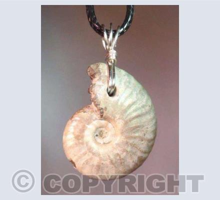 Iridescent Ammonite