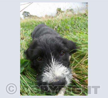 Spanish Water Pup Jester