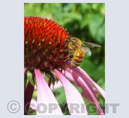 Honey Bee